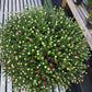 MUMS ORANGE-Garden Chrysanthemum; Hardy Mum