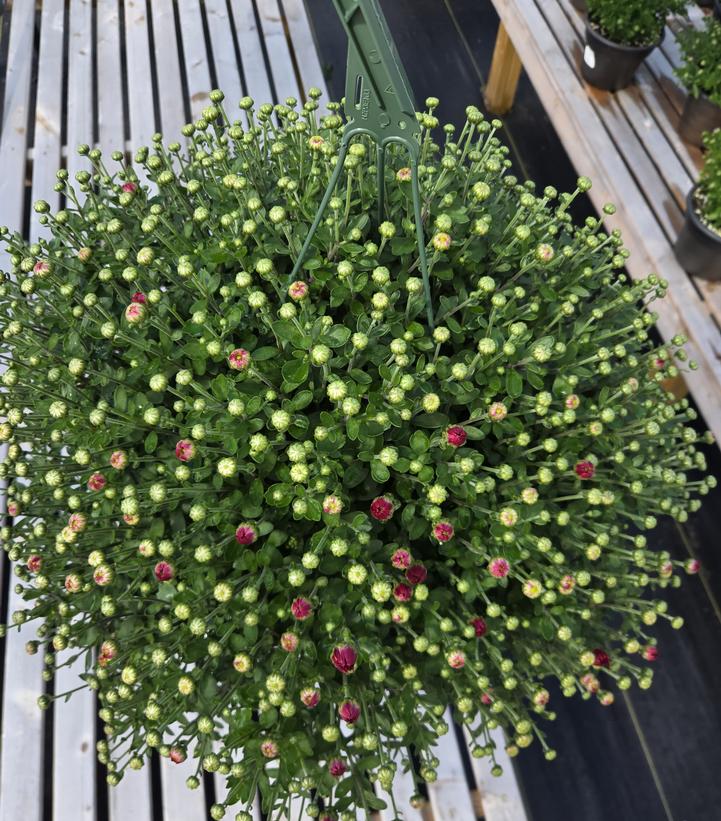 MUMS ORANGE-Garden Chrysanthemum; Hardy Mum