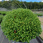 MUMS ORANGE-Garden Chrysanthemum; Hardy Mum