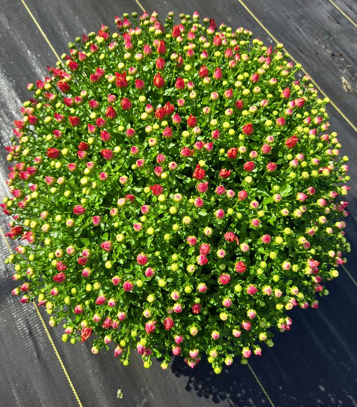 MUMS ORANGE-Garden Chrysanthemum; Hardy Mum