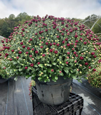 MUMS PINK-Garden Mum (Chrysanthemum)