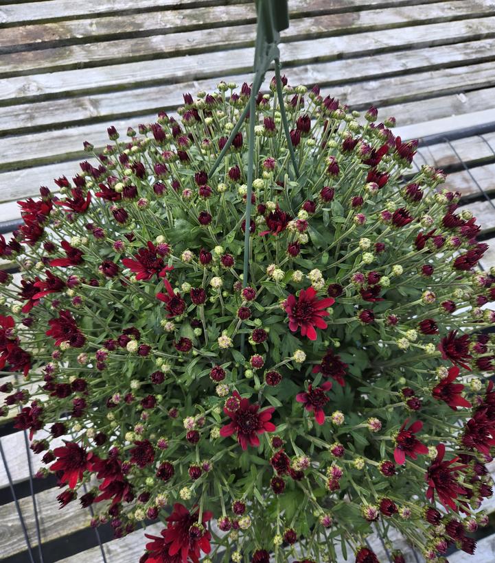 MUMS RED-Garden Mum (Chrysanthemum)