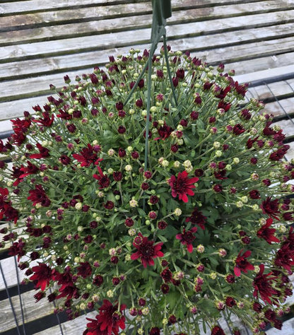 MUMS RED-Garden Mum (Chrysanthemum)