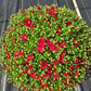 MUMS RED-Garden Mum (Chrysanthemum)