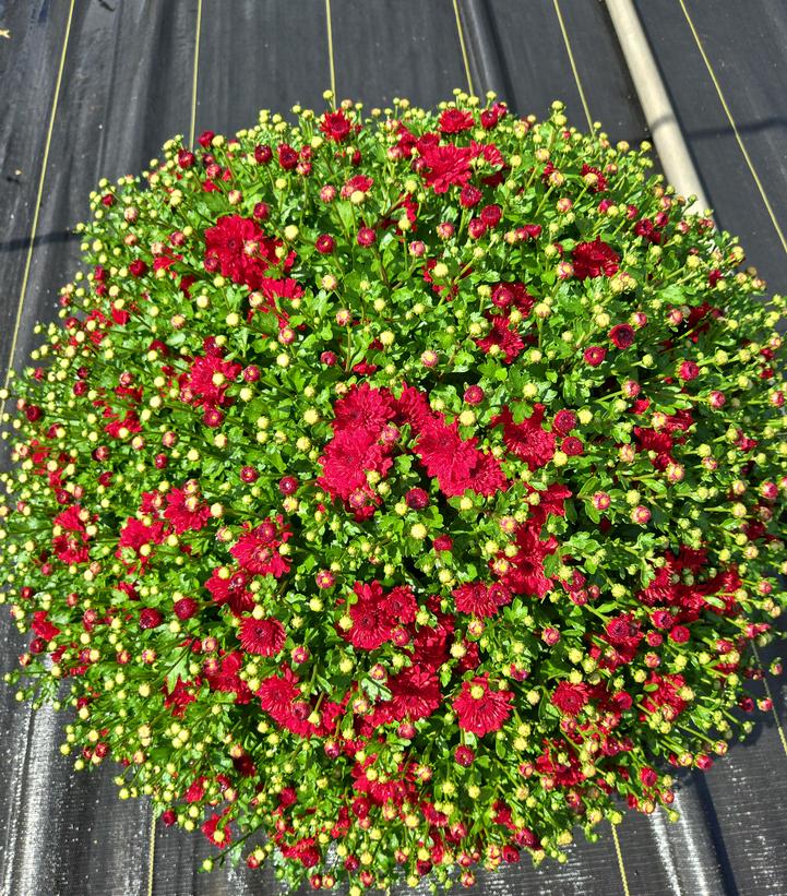 MUMS RED-Garden Mum (Chrysanthemum)