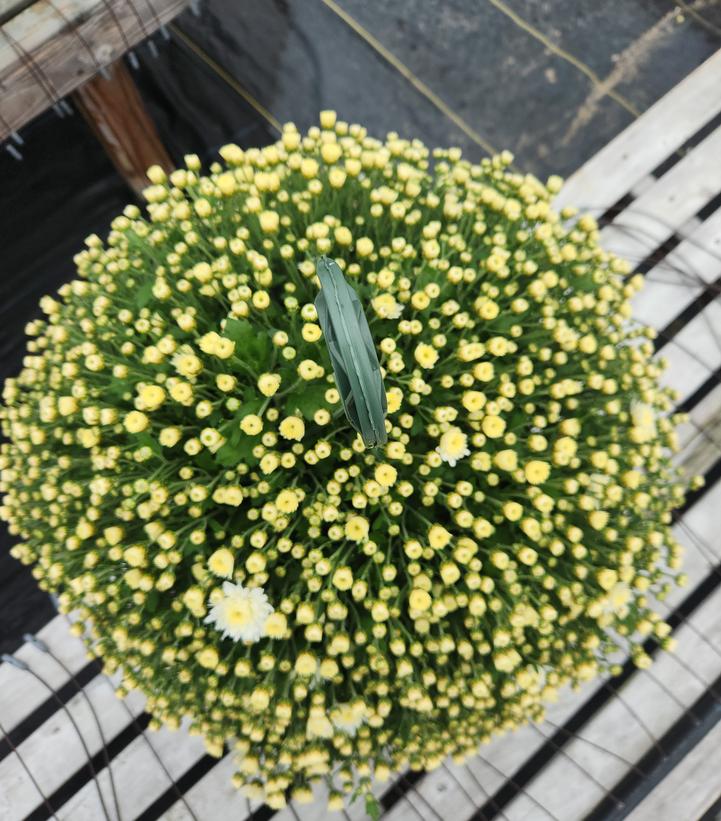 MUMS WHITE