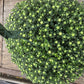 MUMS WHITE-Garden Mum (Chrysanthemum)