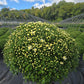 MUMS WHITE-Garden Mum (Chrysanthemum)