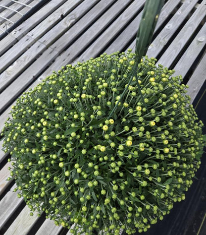 MUMS YELLOW-Garden Mum (Chrysanthemum)