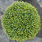 MUMS YELLOW