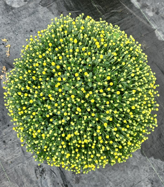MUMS YELLOW