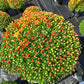 MUMS YELLOW-Garden Mum (Chrysanthemum)