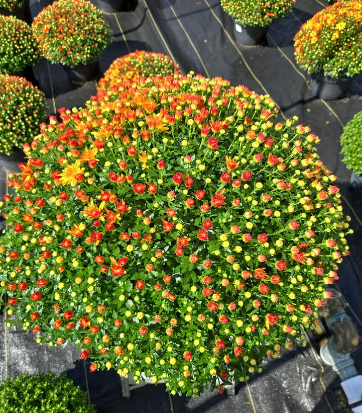 MUMS YELLOW-Garden Mum (Chrysanthemum)