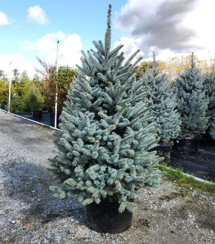 PICEA PUNGENS `BABY BLUE`