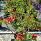 AZALEA `RED DEMON`