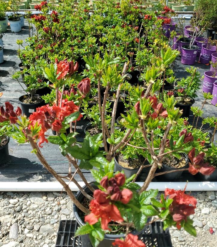 AZALEA `RED DEMON`