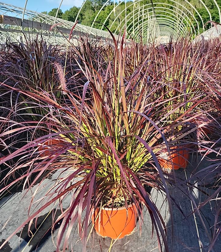 PENNISETUM SETACEUM `RUBRUM`