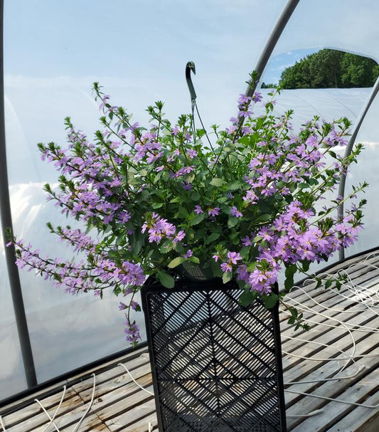 SCAEVOLA `SCAMPI BLUE`