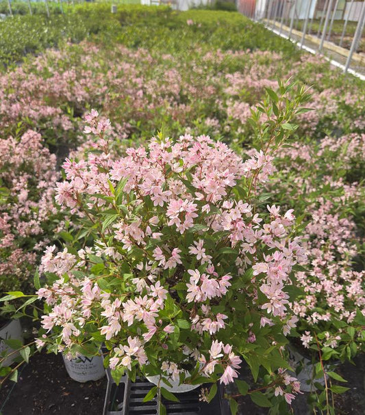 DEUTZIA `YUKI CHERRY BLOSSOM`® 2.0