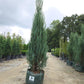 JUNIPERUS VIRGINIANA `BLUE ARROW`-Eastern Red Cedar