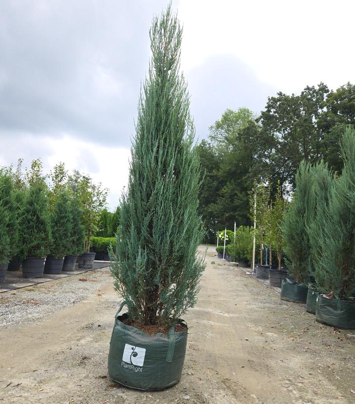 JUNIPERUS VIRGINIANA `BLUE ARROW`-Eastern Red Cedar