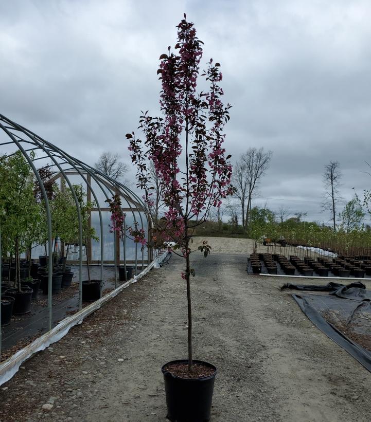 MALUS X `PERFECT PURPLE`