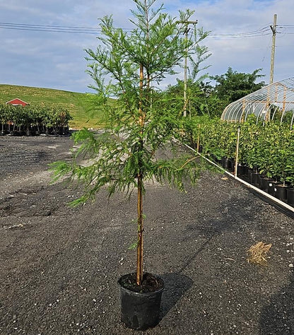 TAXODIUM DISTICHUM-Bald Cypress