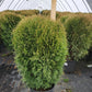 THUJA OCCIDENTALIS `LITTLE GIANT`