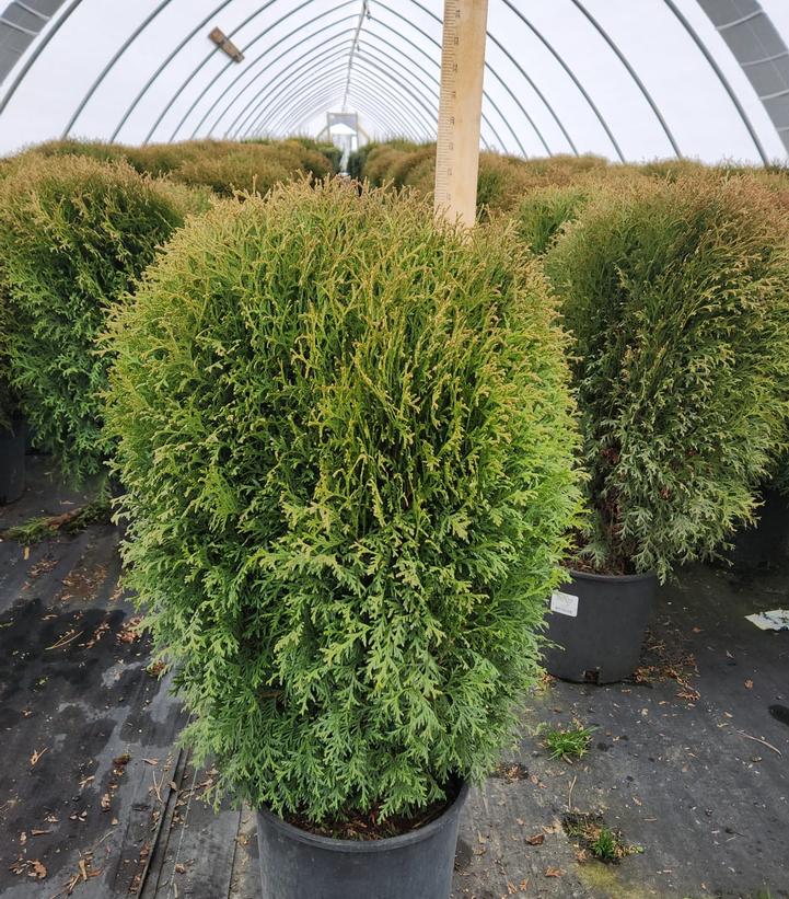 THUJA OCCIDENTALIS `LITTLE GIANT`