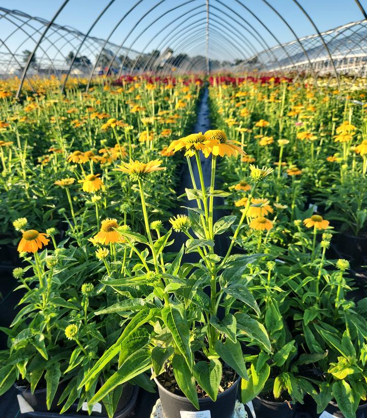 ECHINACEA ARTISAN `YELLOW OMBRE`