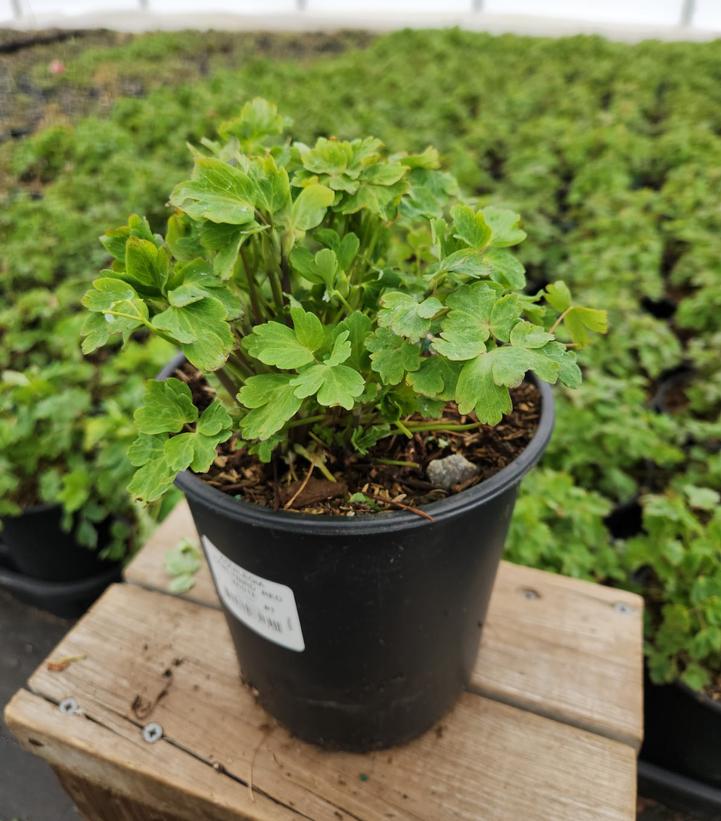 AQUILEGIA EARLYBIRD `RED WHITE`