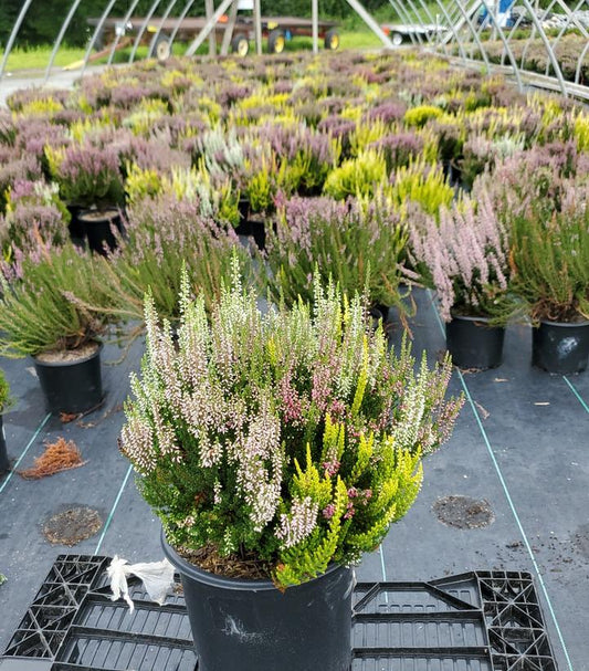 CALLUNA VULGARIS BEAUTY LADIES `TRIO`