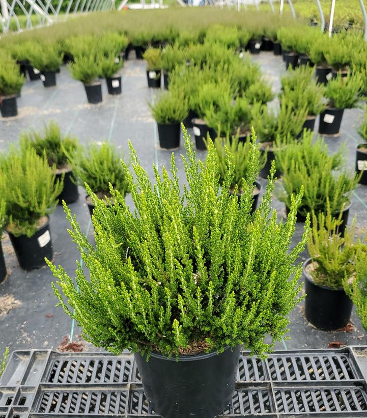 CALLUNA VULGARIS