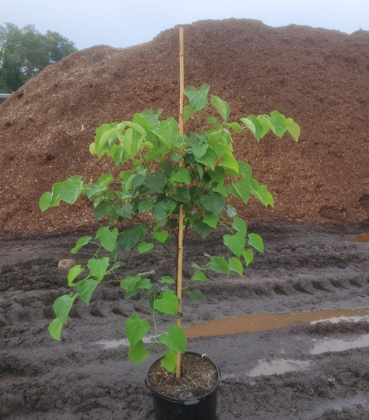 CERCIS CANADENSIS `NORTHERN HERALD`