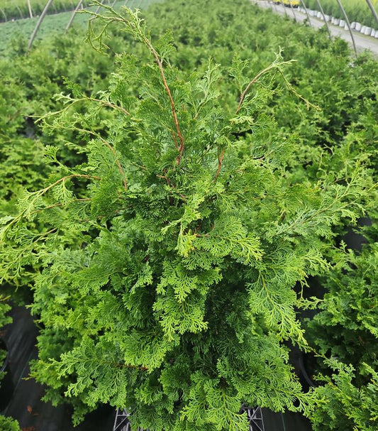 CHAMAECYPARIS OBTUSA `WELLS SPECIAL`