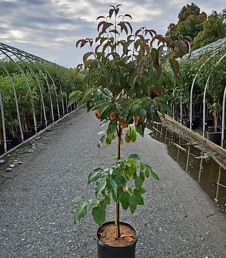 CORNUS FLORIDA `RAGIN' RED`