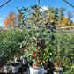 ILEX VERTICILLATA `BERRY POPPINS`