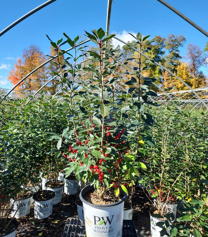 ILEX VERTICILLATA `BERRY POPPINS`