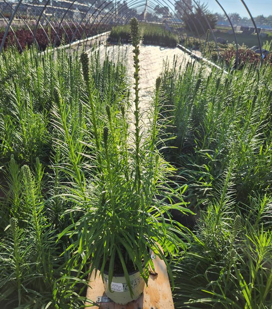 LIATRIS SPICATA `ALBA`