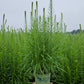 LIATRIS SPICATA `FLORISTAN WHITE`-Dense Blazing Star; Gayfeather