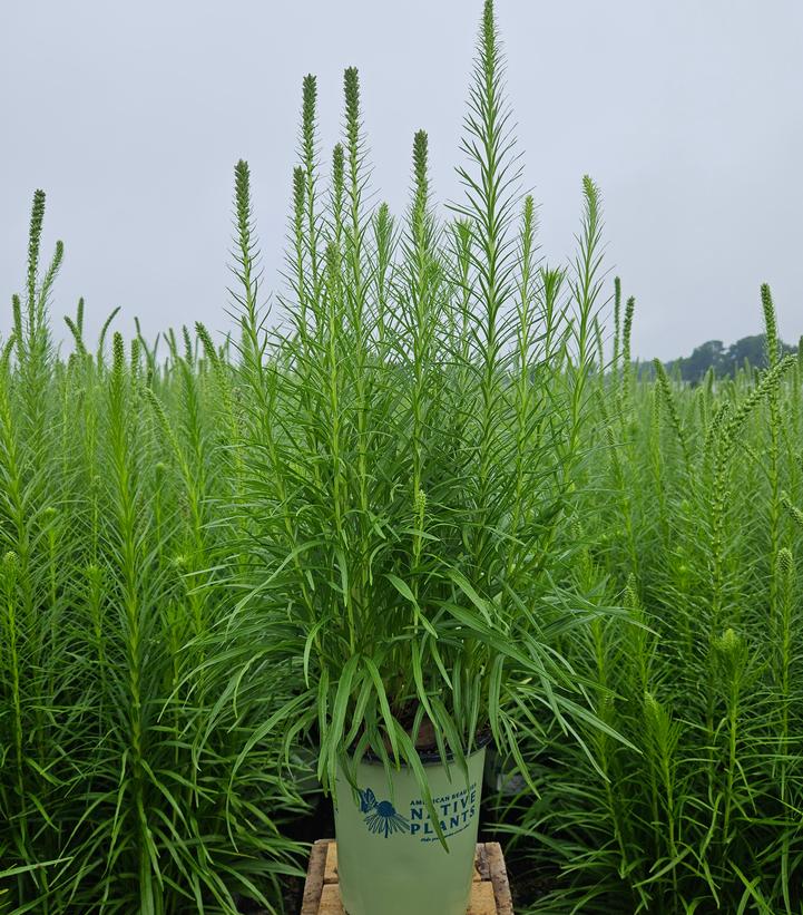 LIATRIS SPICATA `FLORISTAN WHITE`-Dense Blazing Star; Gayfeather