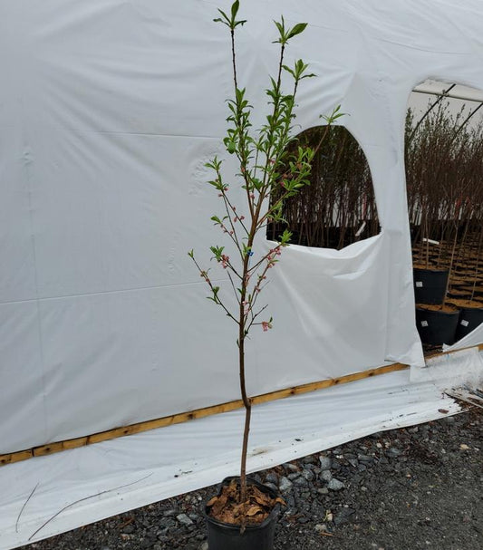 PRUNUS `LORING` PEACH