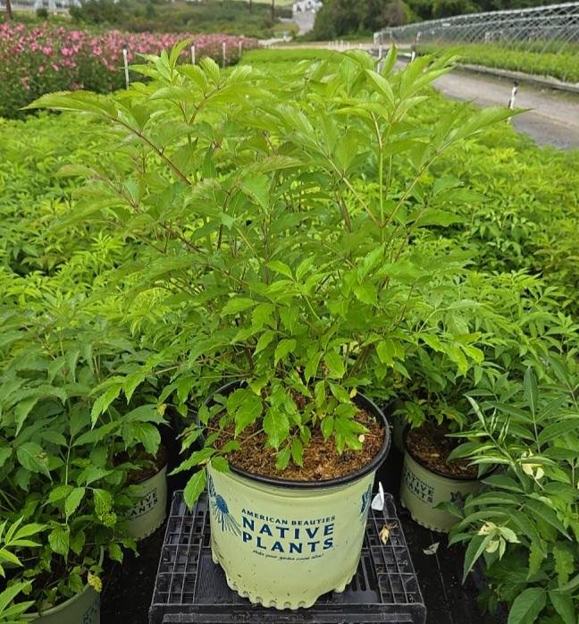 SAMBUCUS CANADENSIS `WYLDEWOOD`-American Elderberry