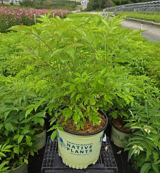 SAMBUCUS CANADENSIS `WYLDEWOOD`-American Elderberry
