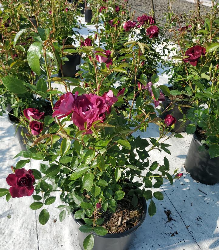 ROSA `BURGUNDY ICEBERG`