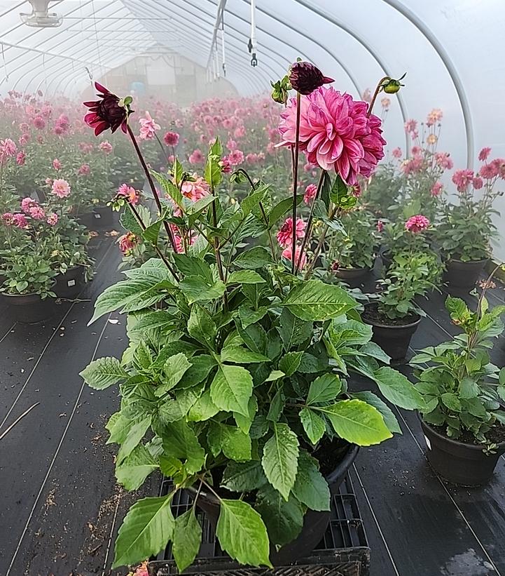 DAHLIA `BACARDI` (RASPBERRY)