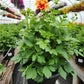 DAHLIA DALAYA `RED + YELLOW`