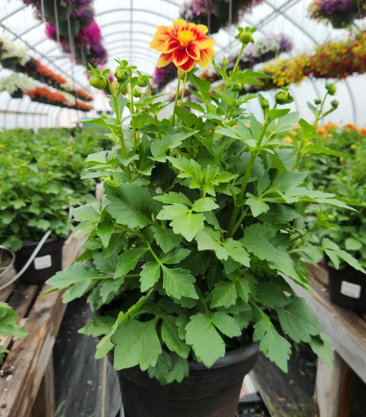 DAHLIA DALAYA `RED + YELLOW`