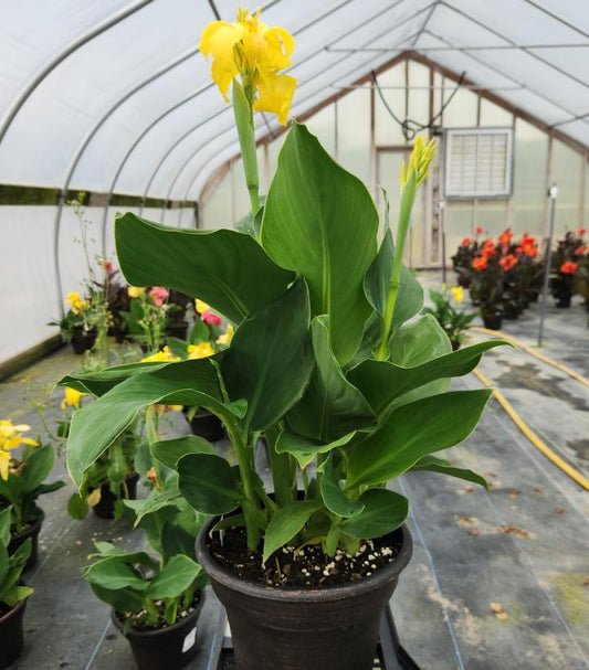 CANNA CANNOVA® `YELLOW`