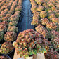 SEDUM SUN SPARKLER `LIME ZINGER`